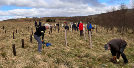 tree plant planting