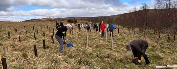 tree plant planting